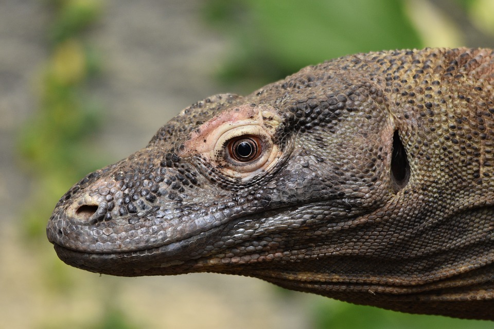 Episode 101: There be Dragons, on Komodo Isle - All Creatures Podcast Episode 101: There be Dragons, on Komodo Isle - All Creatures Podcast
