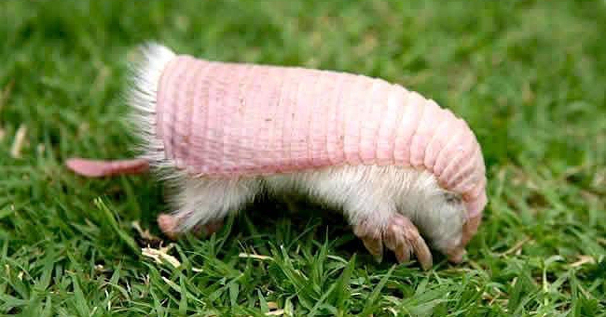 Episode 203: The Peculiar Pink Fairy Armadillo - All Creatures Podcast