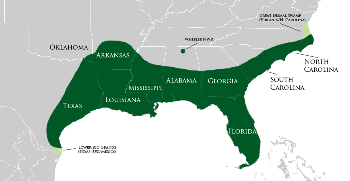 Alligators In Georgia Map Types-Of-Alligators - All Creatures Podcast