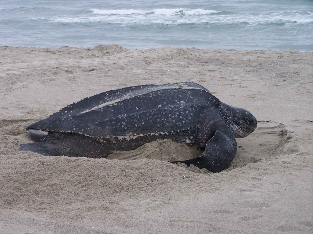 Episode 225 The Massive Leatherback Sea Turtle All Creatures Podcast