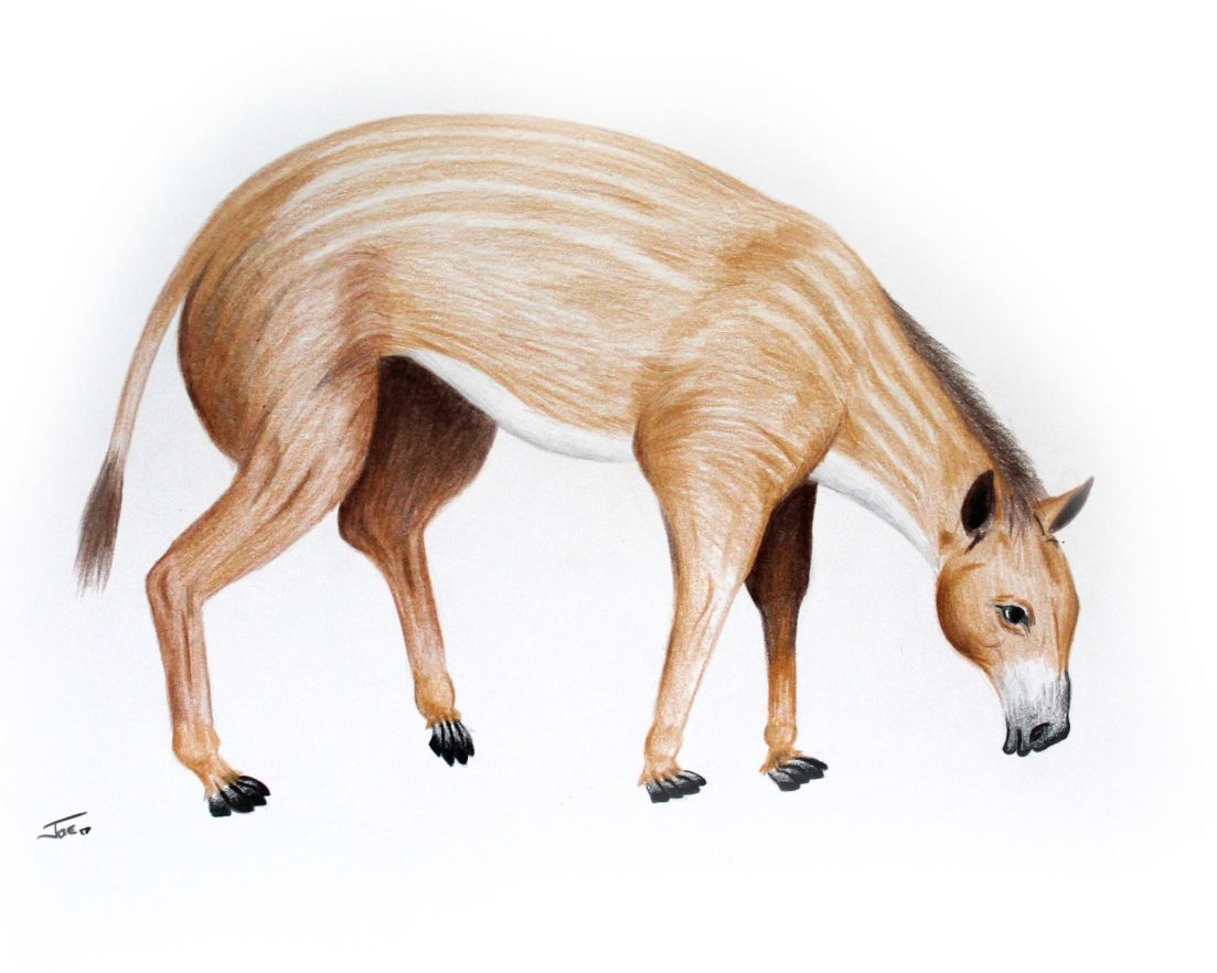 Eohippus by J R All Creatures Podcast