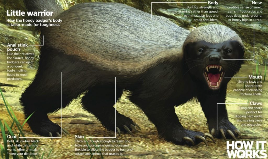 Episode 10 Hijinks with the Honey Badger All Creatures Podcast