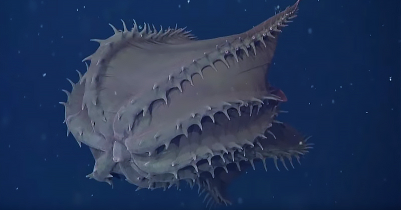 Episode 14: Watch your toes, the Vampire Squid - All Creatures Podcast