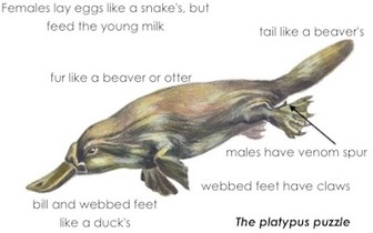 adult platypus size adult platypus size