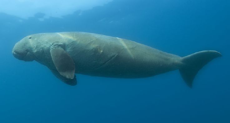 Episode 37: Manatees, Sea Cows That Don't Moo - All Creatures Podcast