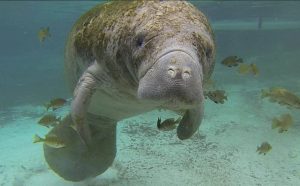 Episode 37: Manatees, Sea Cows That Don't Moo - All Creatures Podcast