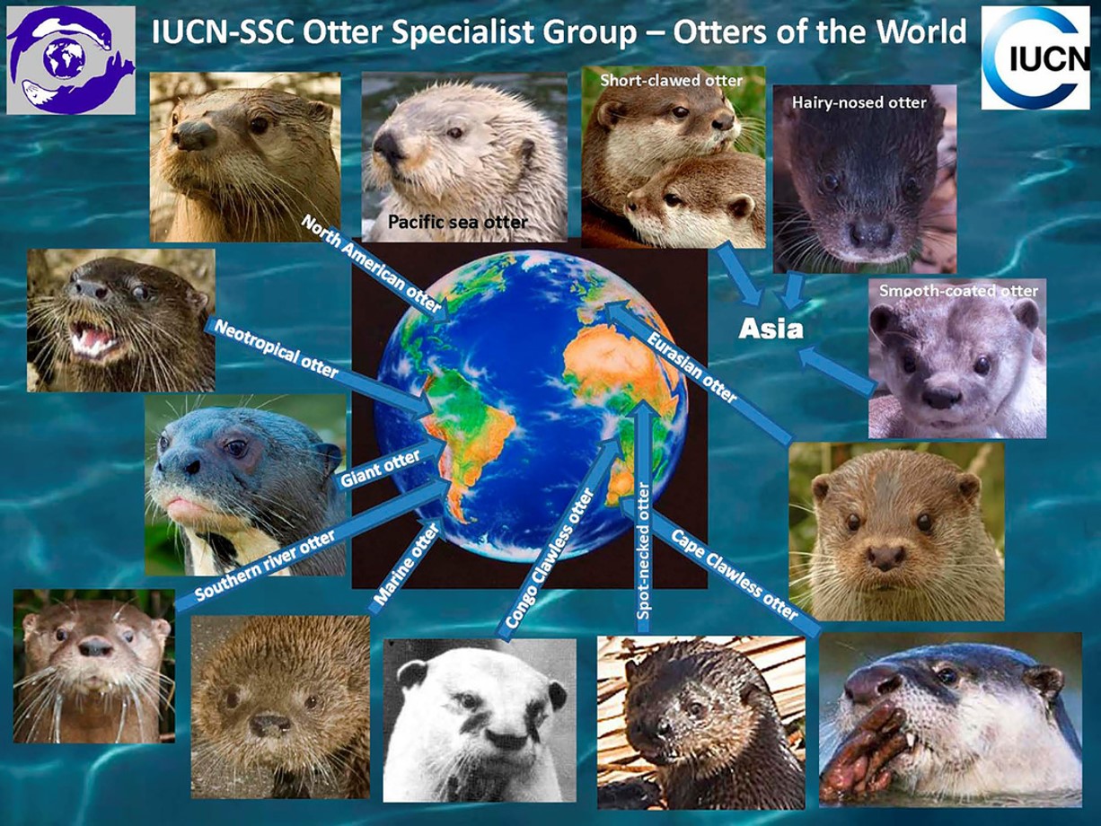 otters-and-location-all-creatures-podcast