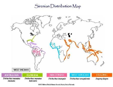 Episode 37: Manatees, Sea Cows That Don't Moo - All Creatures Podcast