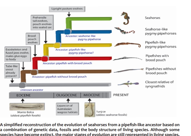 Evolution seahorse All Creatures Podcast