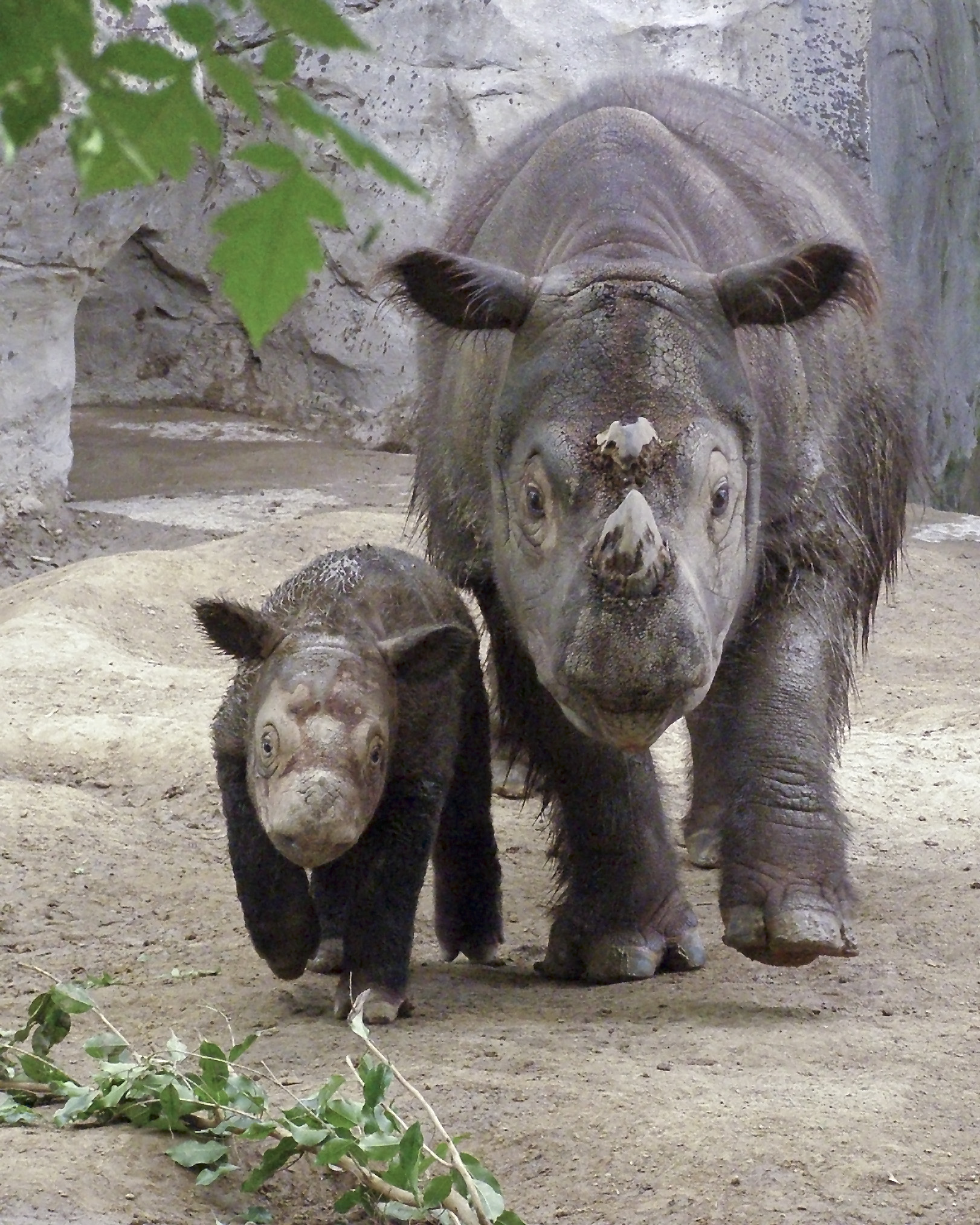 Episode 55: Sumatran Rhino Conservation w/Dr. Barney Long - All