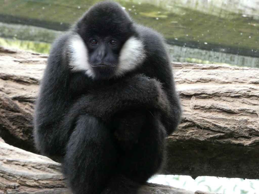 Episode 113 Gibbons, Their Songs are Fading Fast All Creatures Podcast