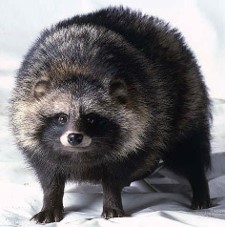 Episode 157: Raccoon Dogs are Real - All Creatures Podcast