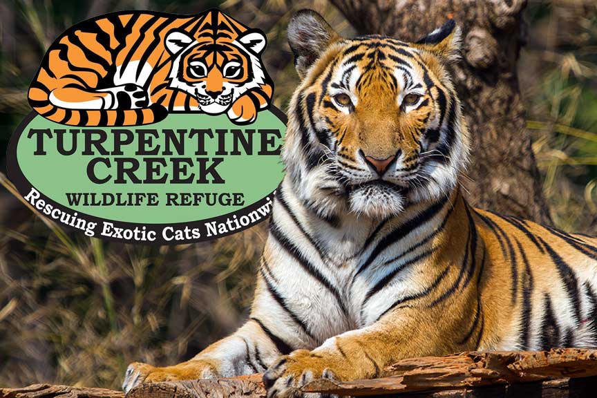 Episode 156 Tiger King Talk w Turpentine Creek Refuge All Creatures 