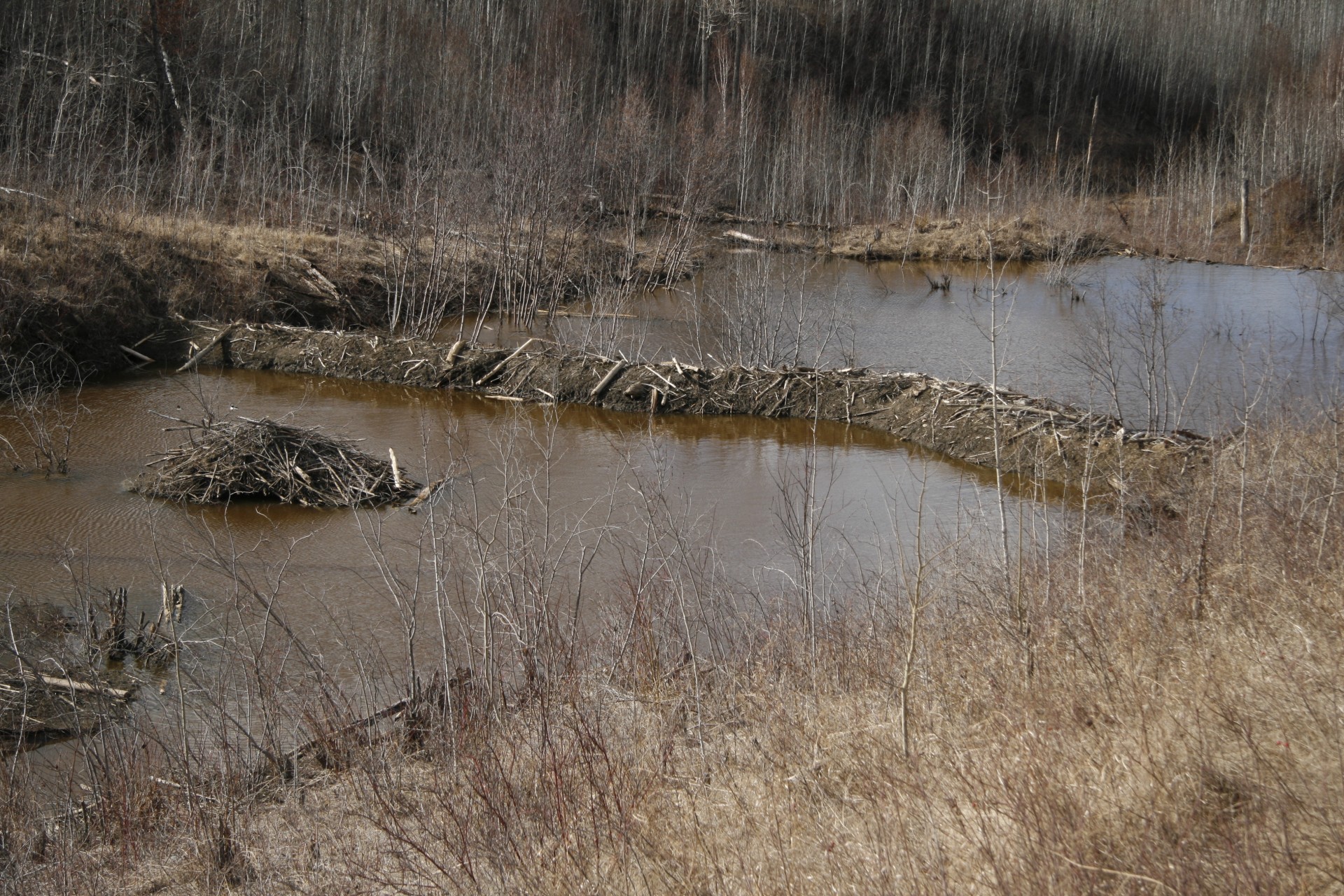 beaverdamlodgepond1401988178WYy All Creatures Podcast