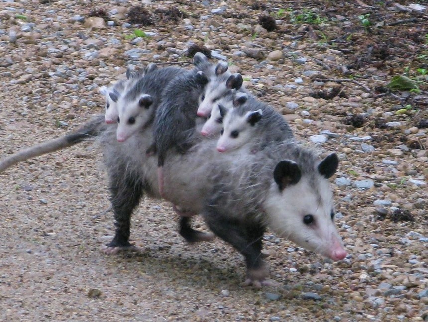 Episode 169 Awesome O Possum All Creatures Podcast episode-169-awesome-o-possum-all-creatures-podcast