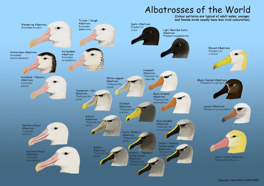 Albatross Compared To Human
