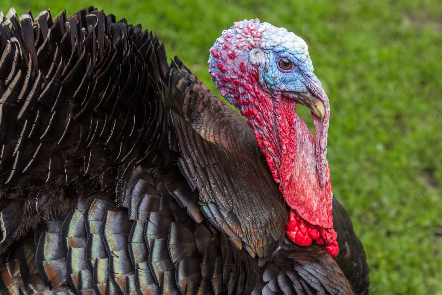 turkey-snood-all-creatures-podcast