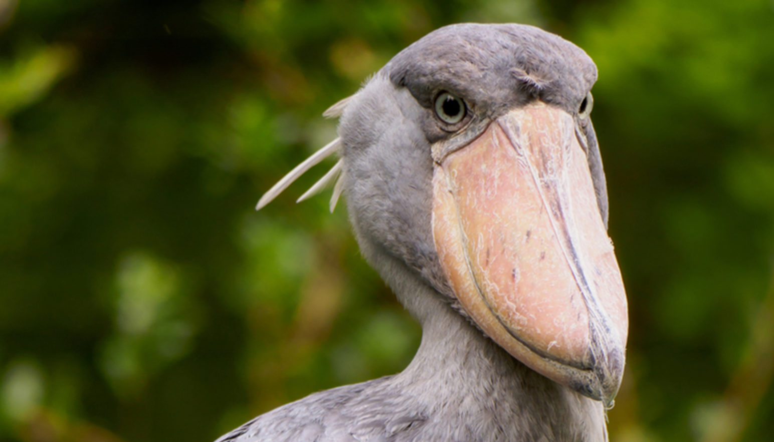 shoebill stork origin shoebill stork origin