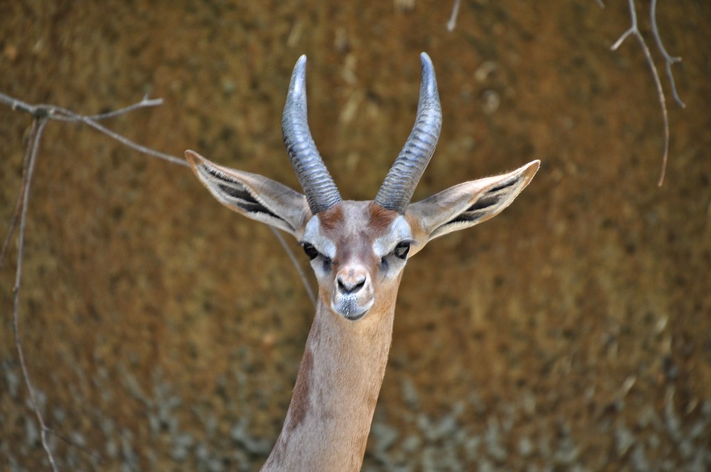Gerenuk All Creatures Podcast