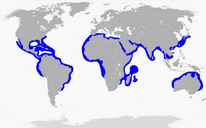 greathammerheadsharkhabitatmap All Creatures Podcast