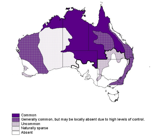 Dingo Map All Creatures Podcast Dingo Map All Creatures Podcast