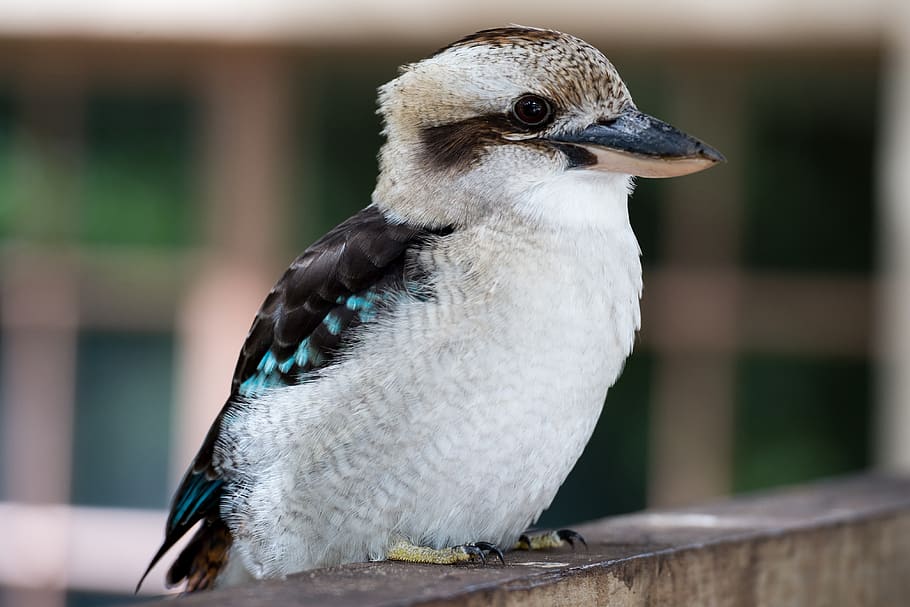 Episode 244: Krazy for Kookaburras - All Creatures Podcast