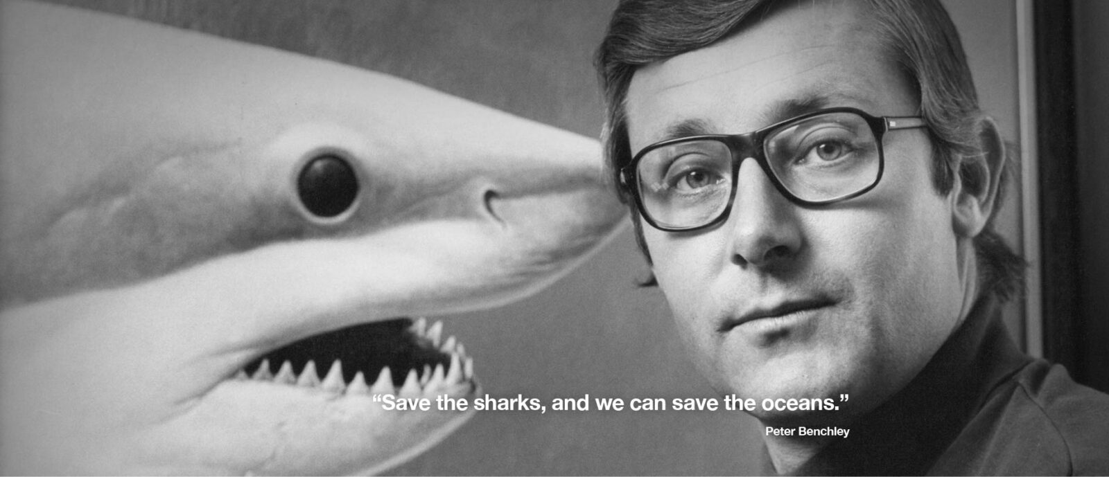 Episode 341 Great White Sharks Return All Creatures Podcast